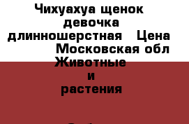 Чихуахуа щенок, девочка длинношерстная › Цена ­ 30 000 - Московская обл. Животные и растения » Собаки   . Московская обл.